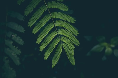 绿色植物的微距摄影